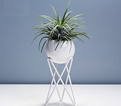 JFR-020 Stands Flower Arrangement /Small Plant1