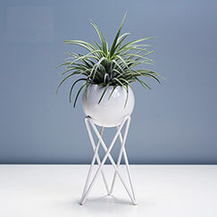 JFR-020 Stands Flower Arrangement /Small Plant